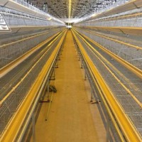 Cost-effective A Type Layer Chicken Cage