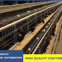 Automatic Layer Hens Equipment In India