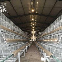 Automatic Layer Chicken Equipment In West Asia