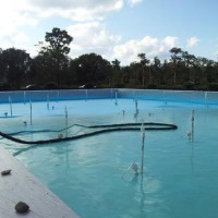 Spray Polyurea Coating Paint For Swimming Pool Wear-resisting&seepage